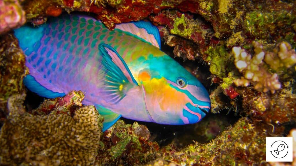 Parrotfish about to poop sand