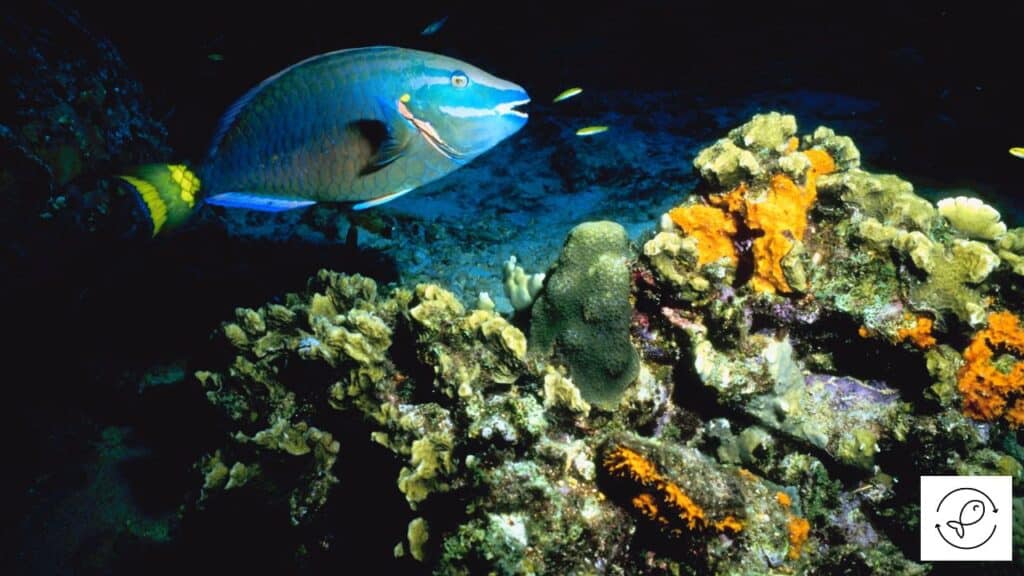 Parrotfish swimming over a reef