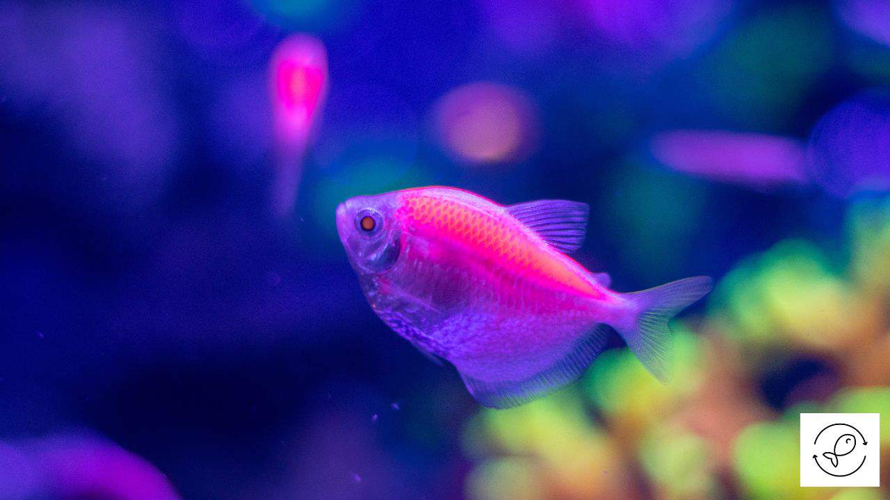 neon pink fish