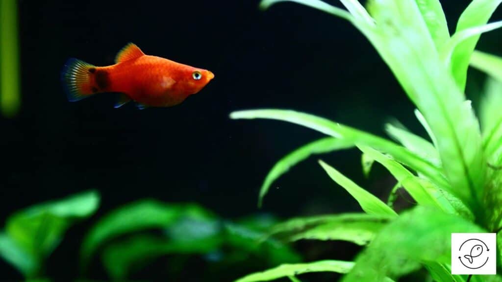 Platy