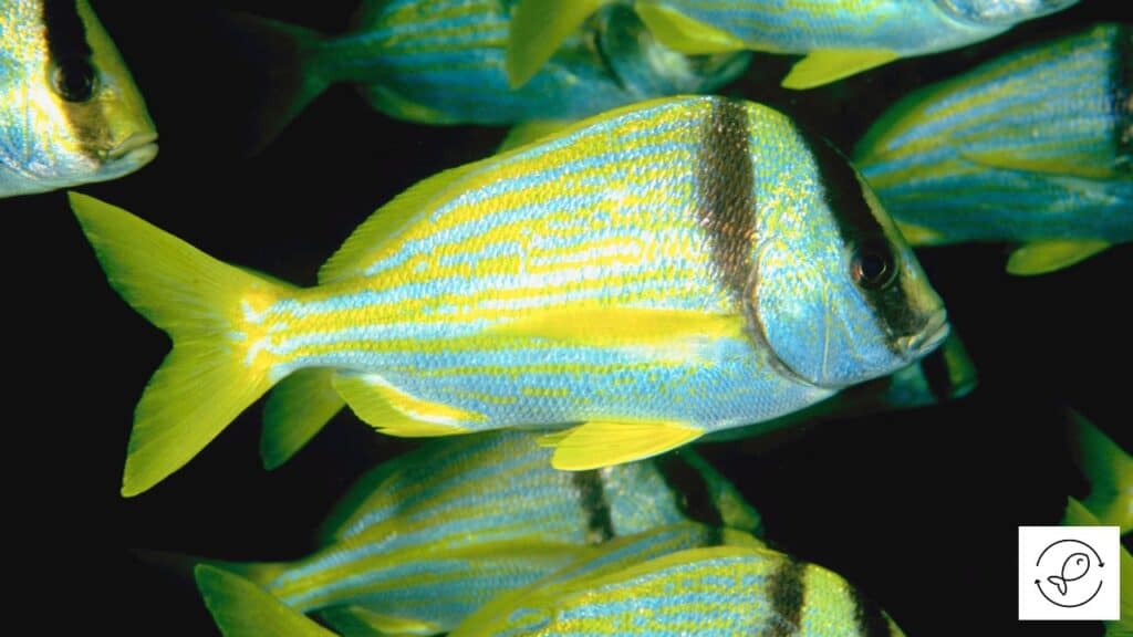 Porkfish