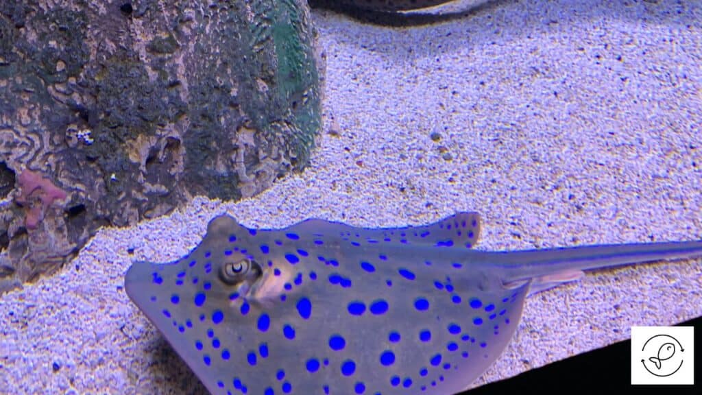Ray fish