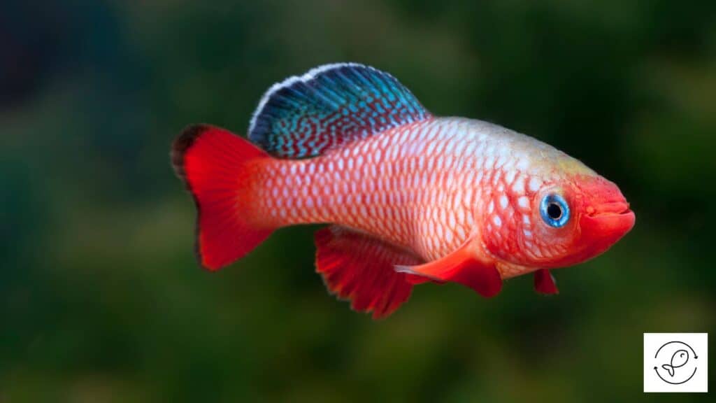 Red Egger's Killifish