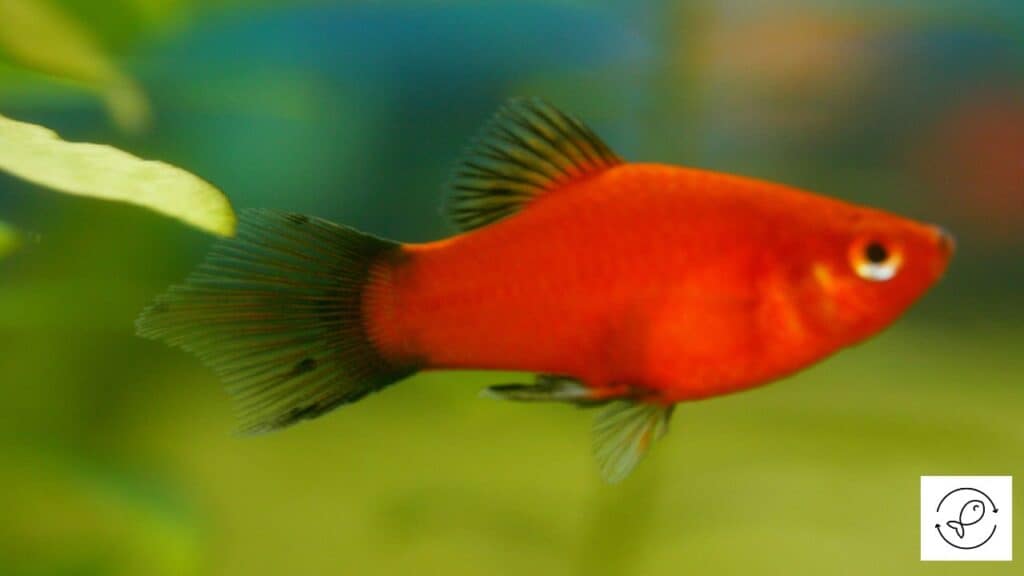 Red wagtail platy