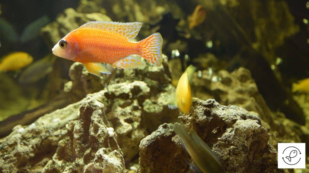 Red zebra cichlid