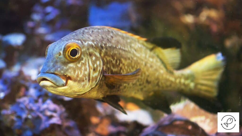 Two-striped sweetlips