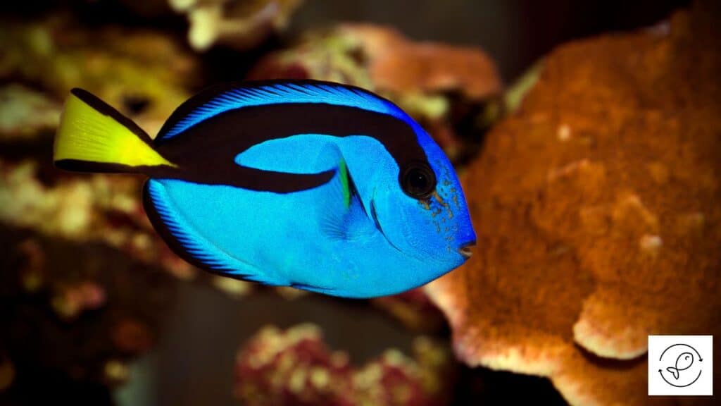 Blue tang