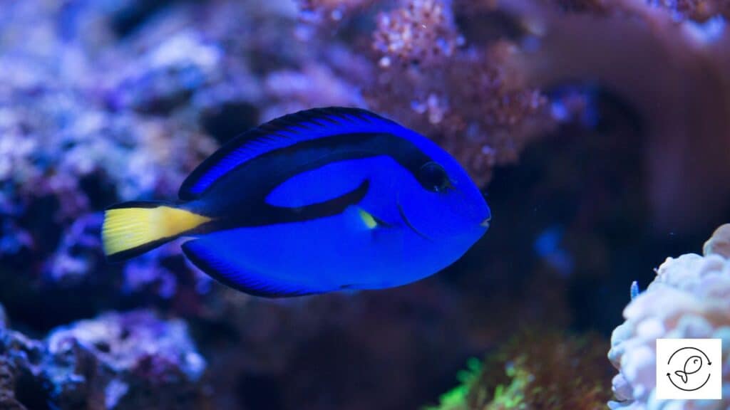 Blue tang in a tank