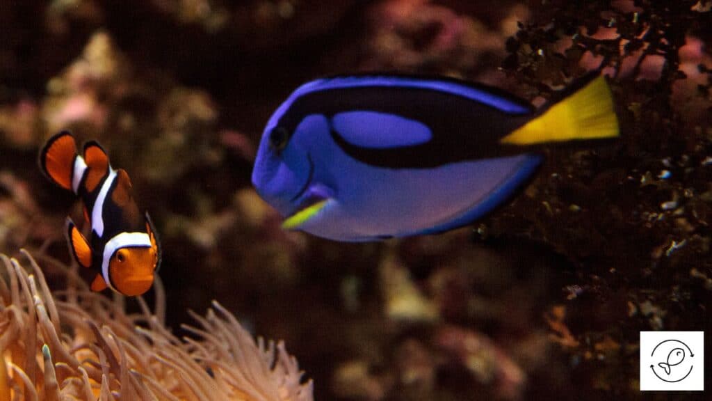 Blue tang with clownfish