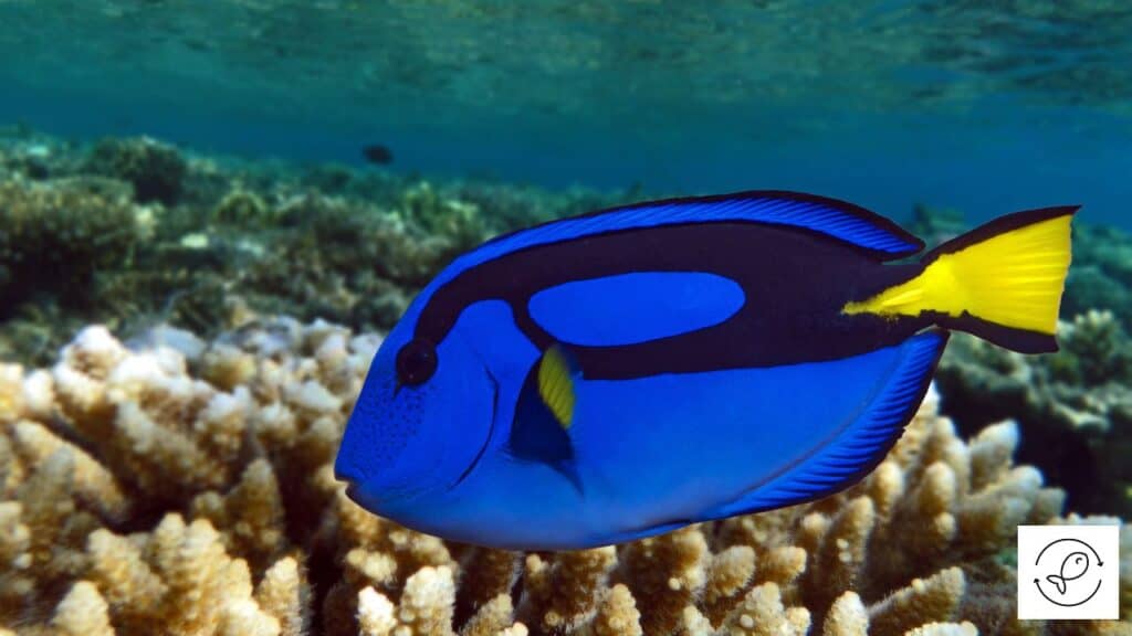 Blue tang with tankmates