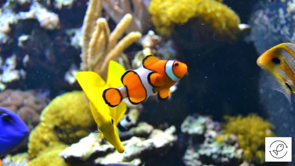 Fish in a saltwater aquarium