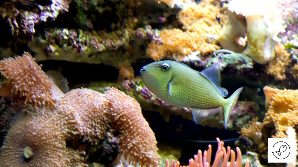 Fish swimming in saltwater aquarium