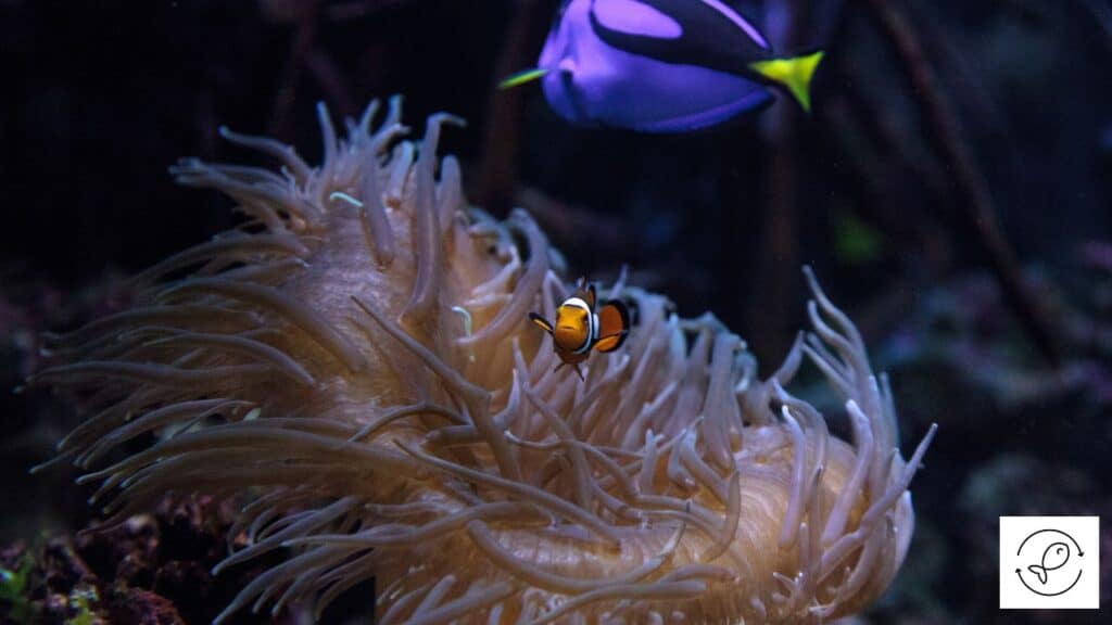 Fish tank with blue tang and clownfish