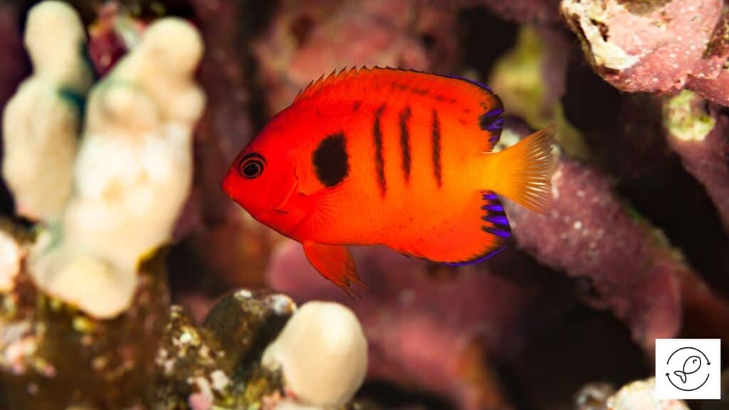 Flame angelfish in a tank