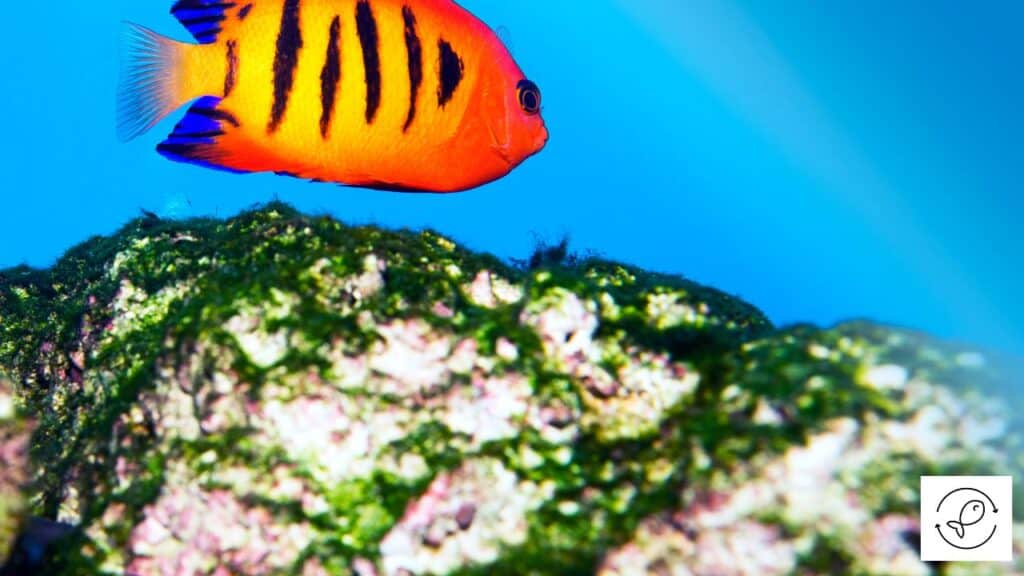 Flame angelfish searching for food