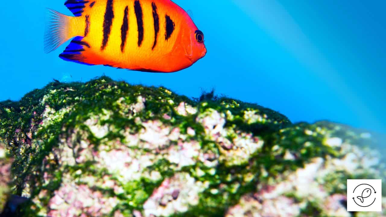What Do Flame Angelfish Eat? (In the Wild and In Aquariums)