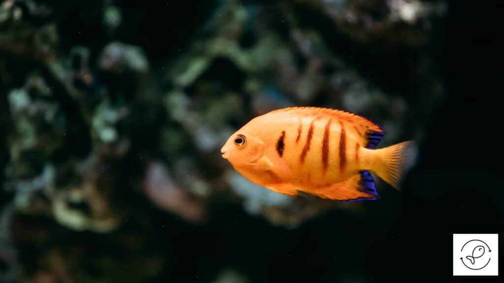 Flame angelfish with tankmates