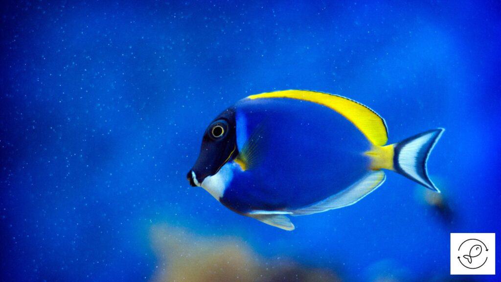 Stressed blue tang
