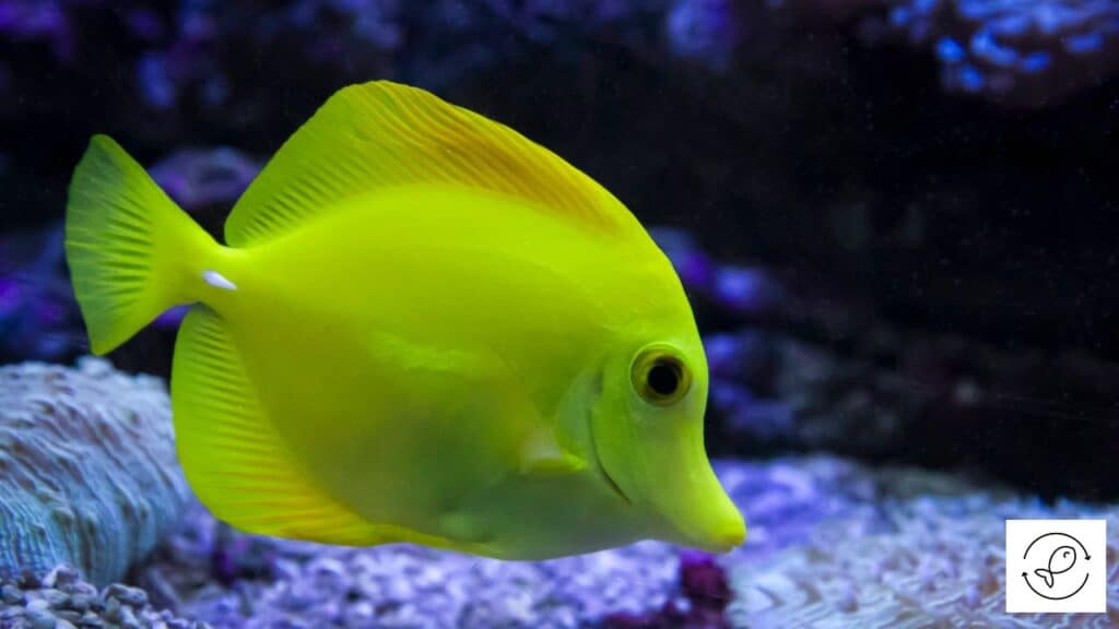 Yellow tang about to eat food