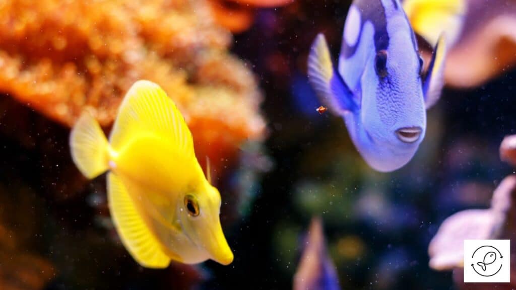 Yellow tang with tankmate