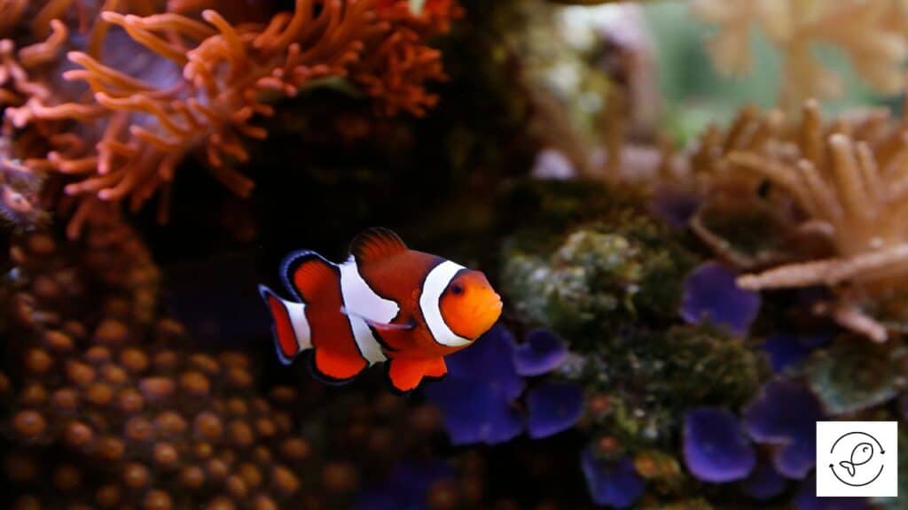 Beautiful clownfish