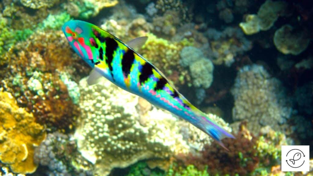 Beautiful six line wrasse