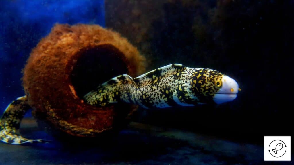 Beautiful snowflake eel