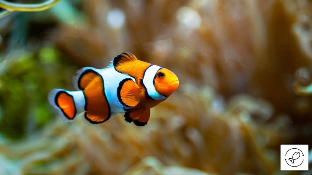 Clownfish in an aquarium