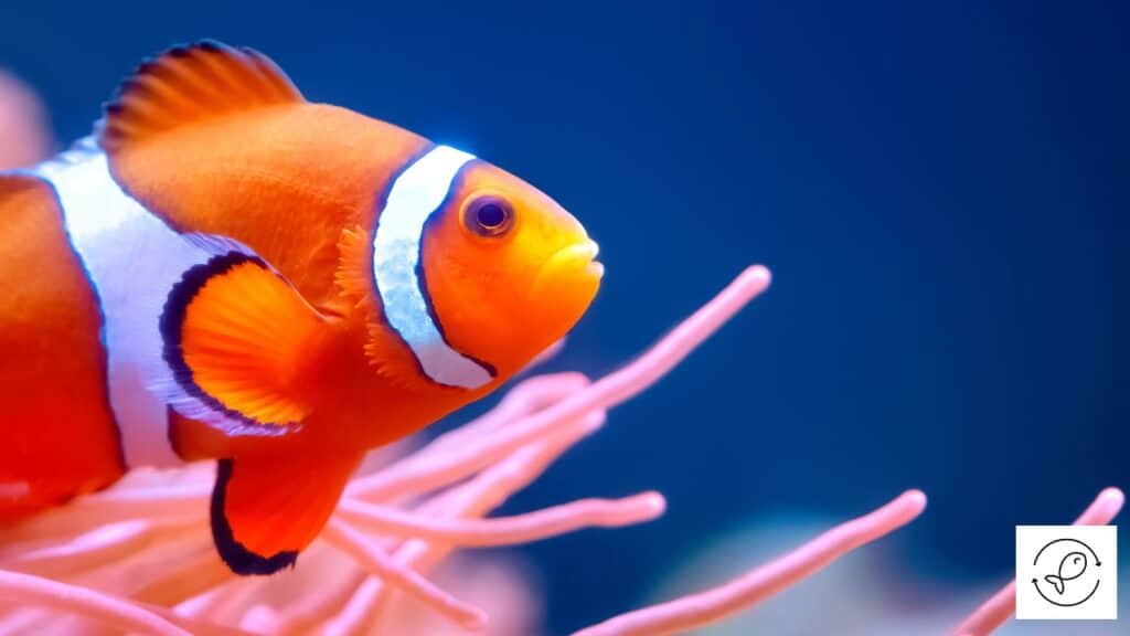 Clownfish ready to bite