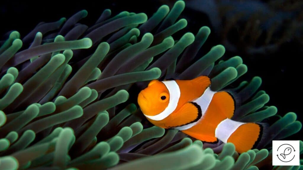 Clownfish searching for food