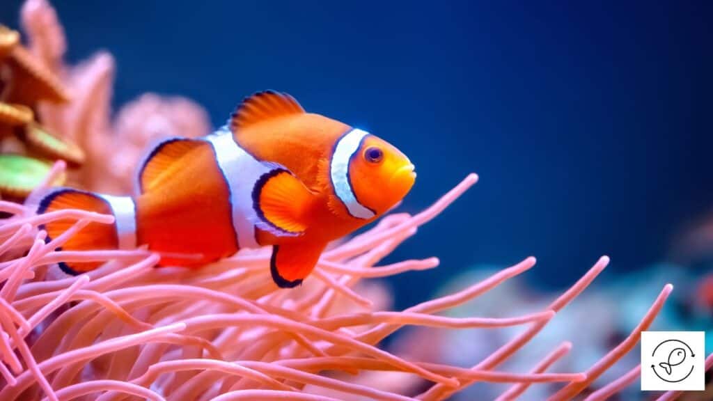 Clownfish searching for food