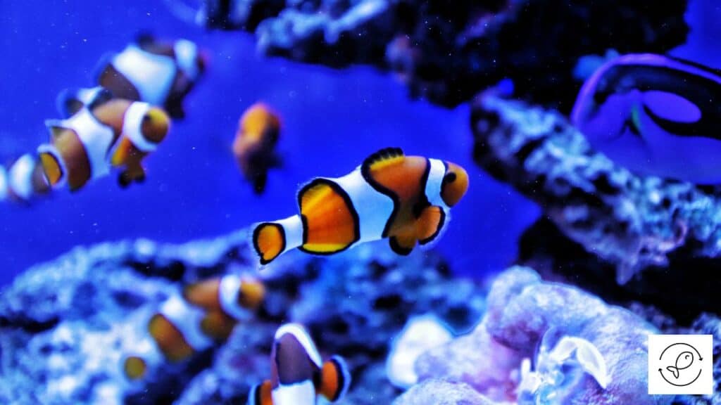 Clownfish with tankmates