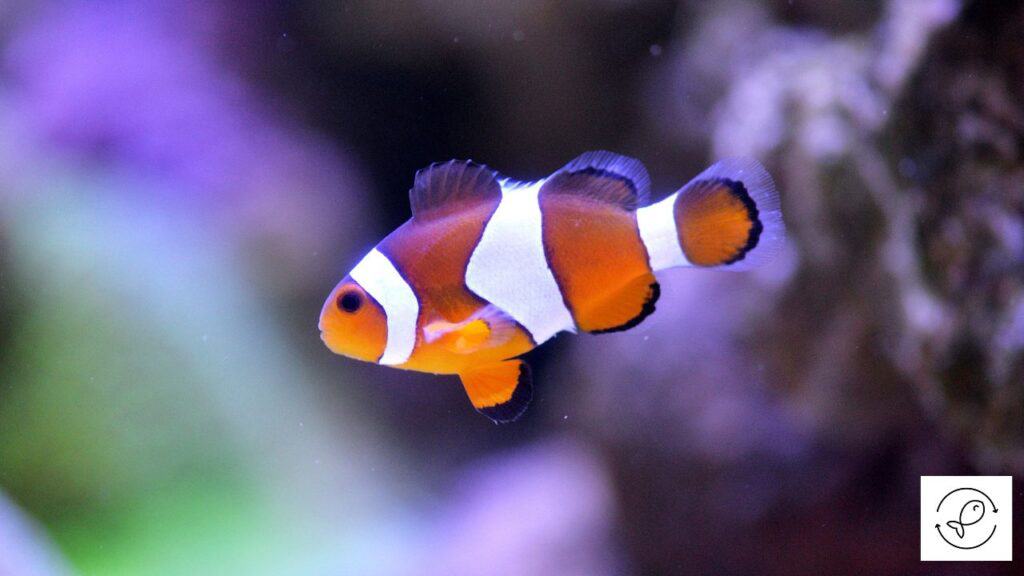 Healthy clownfish