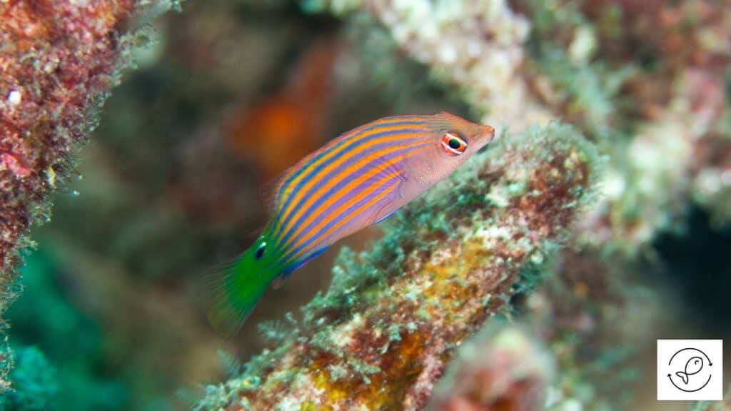 Healthy six line wrasse
