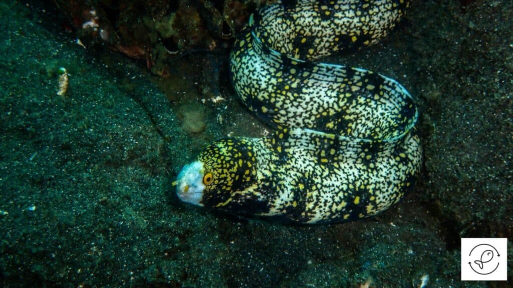 Healthy snowflake eel