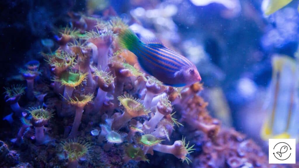 Six line wrasse in a tank