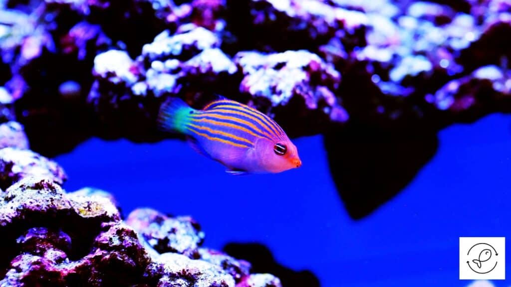 Six line wrasse in a tank with tankmates