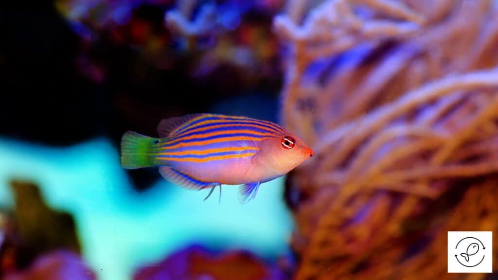 Six line wrasse in an ideal size tank