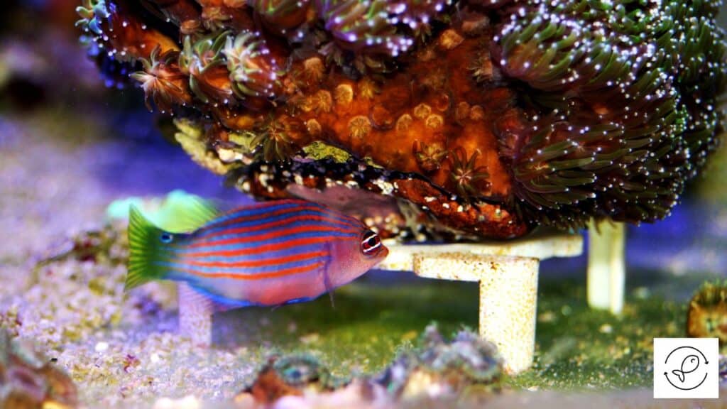 Six line wrasse swimming with tankmates