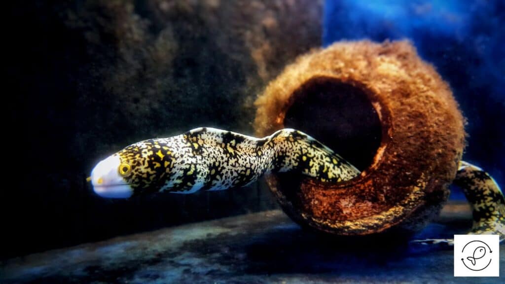 Snowflake eel in an ideal size tank