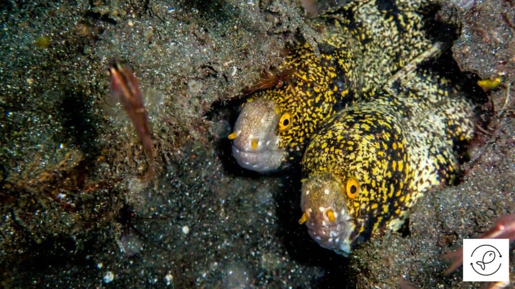 Snowflake eels in a tank