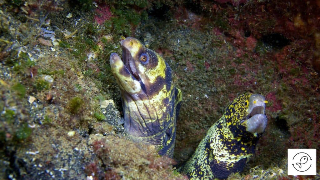 Snowflake eels as tankmates