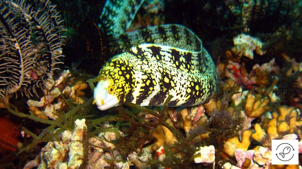 Snowflake eel trying to escape