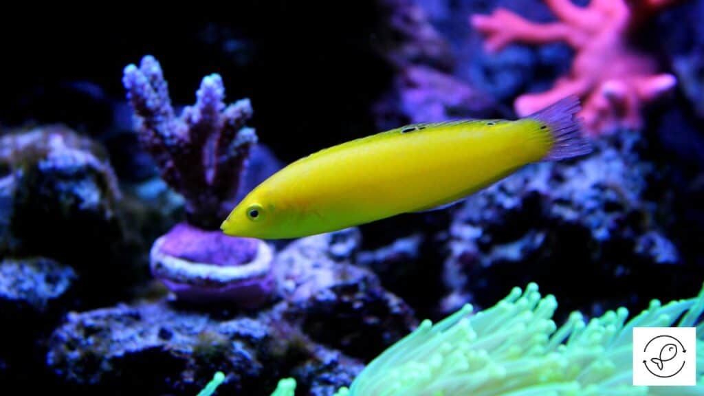 Wrasse in a tank with tankmates