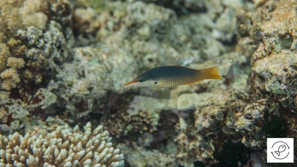 Bird Wrasse