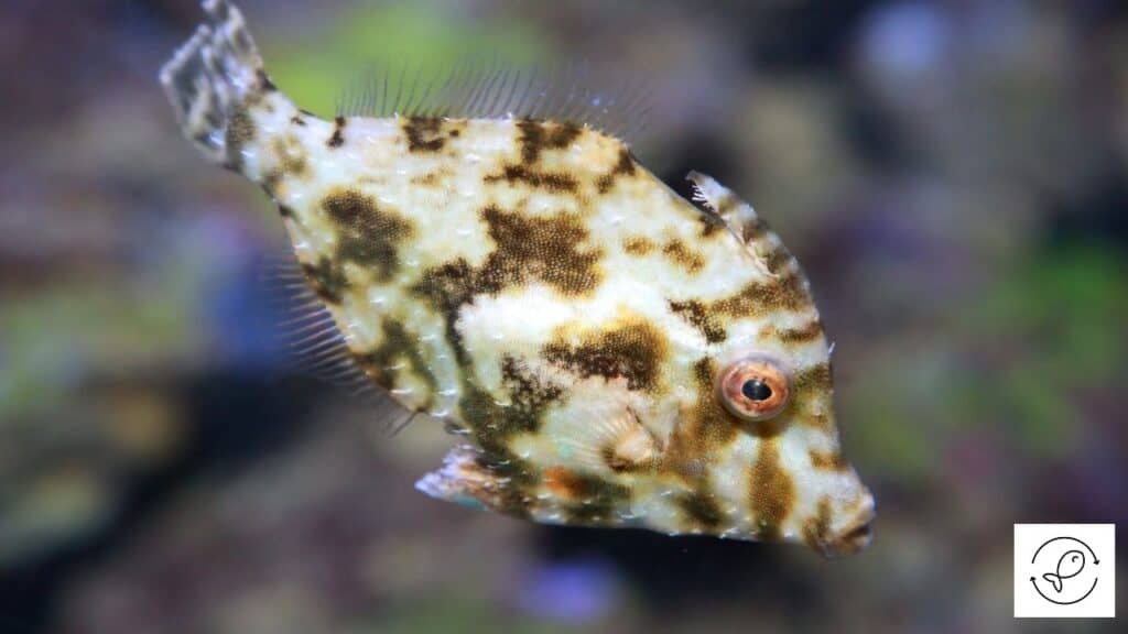 Bristletail filefish