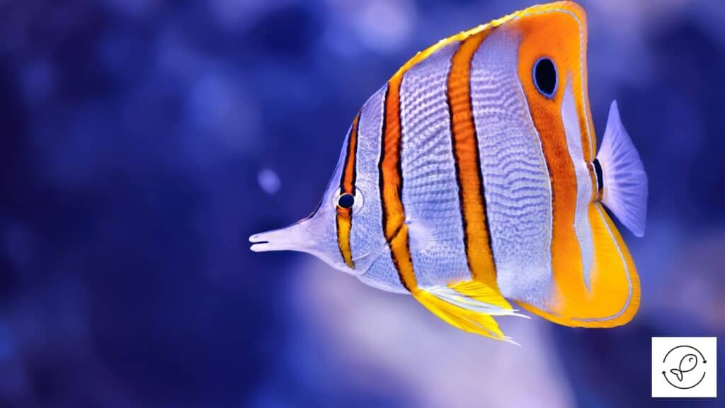 Butterflyfish