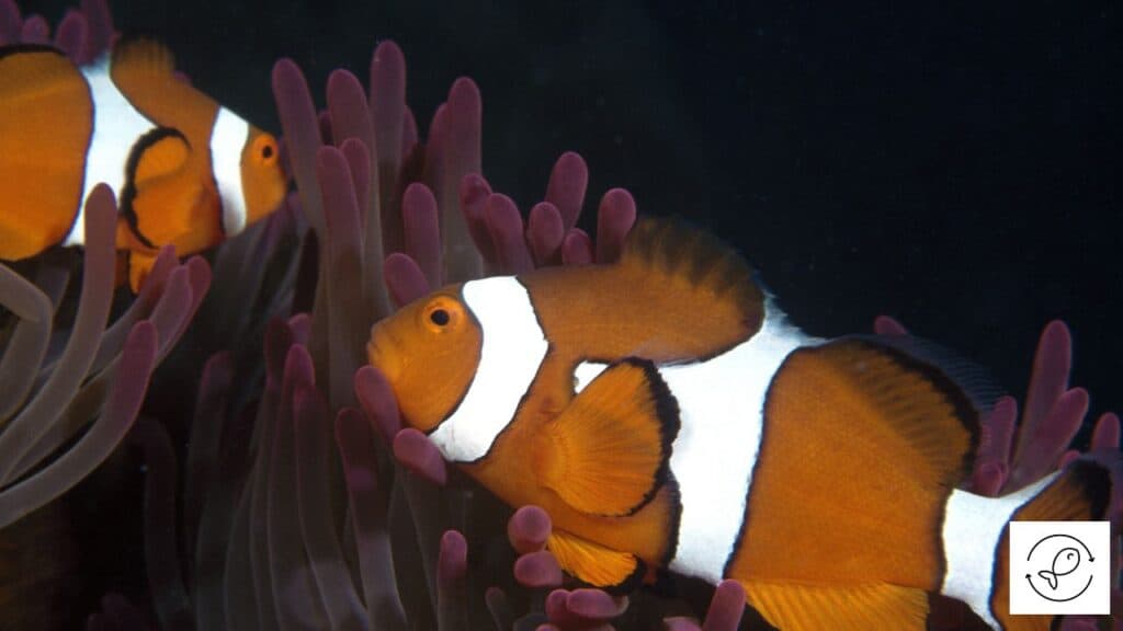 Clownfish about to turn black