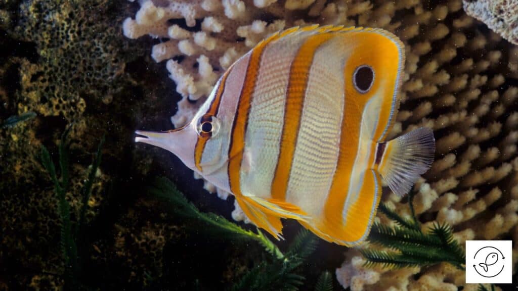 Copperband Butterflyfish