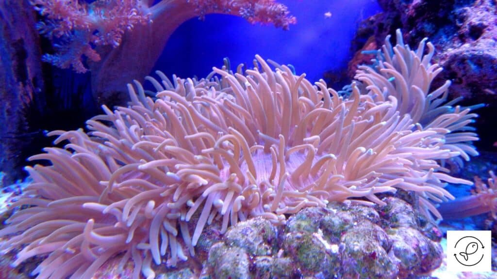 Coral in aquarium